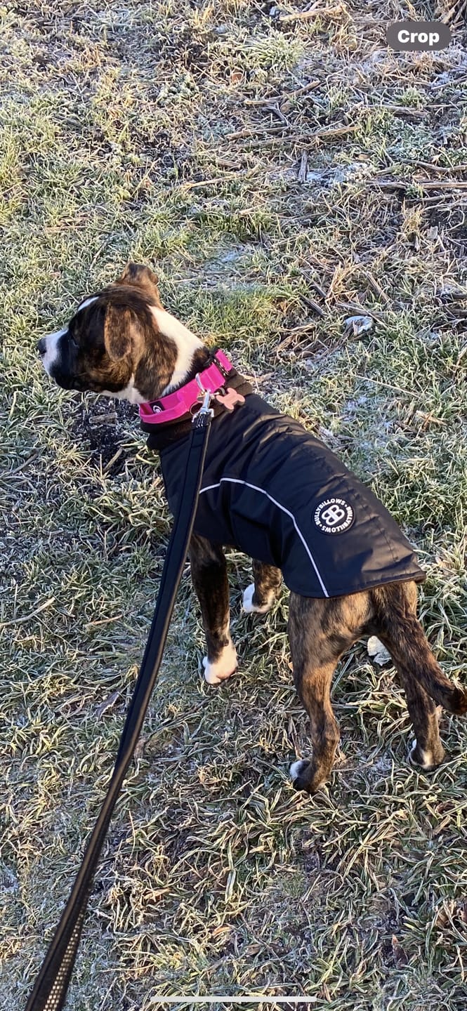 Customer photo review of 2.5cm Combat® Collar | With Handle & Rated Clip - Magenta