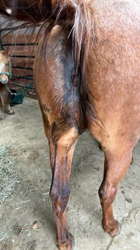 Customer photo review of Digestive HP