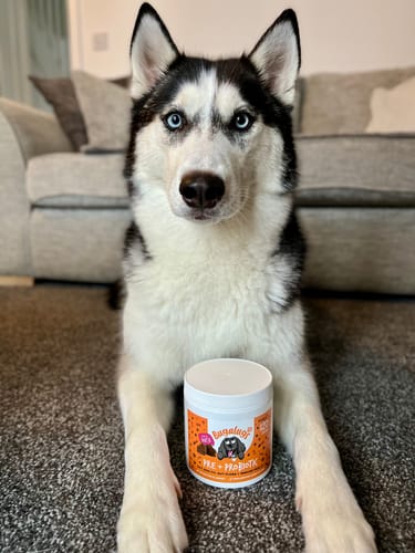 Customer photo review of Pre + Pro Biotic Supplement Chews for Dogs