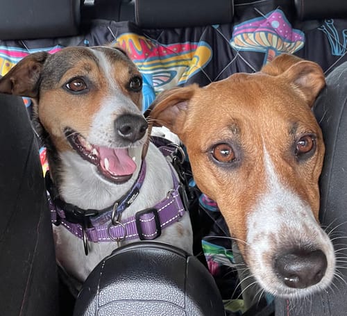 Customer photo review of Magic Mushrooms Dog Car Seat Covers