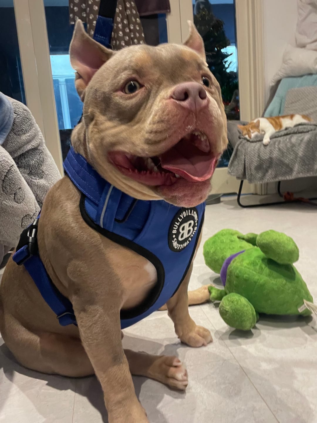 Customer photo review of Comfort Premium Harness | Non Restrictive - Blue