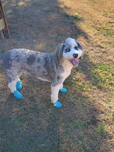 Customer photo review of WagWellies® Mojave