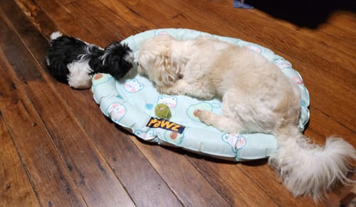 Customer photo review of Pawz Pet Cooling Mat Dog Cat Gel Non-Toxic Bed Pillow Self-cool Summer Ice Pad