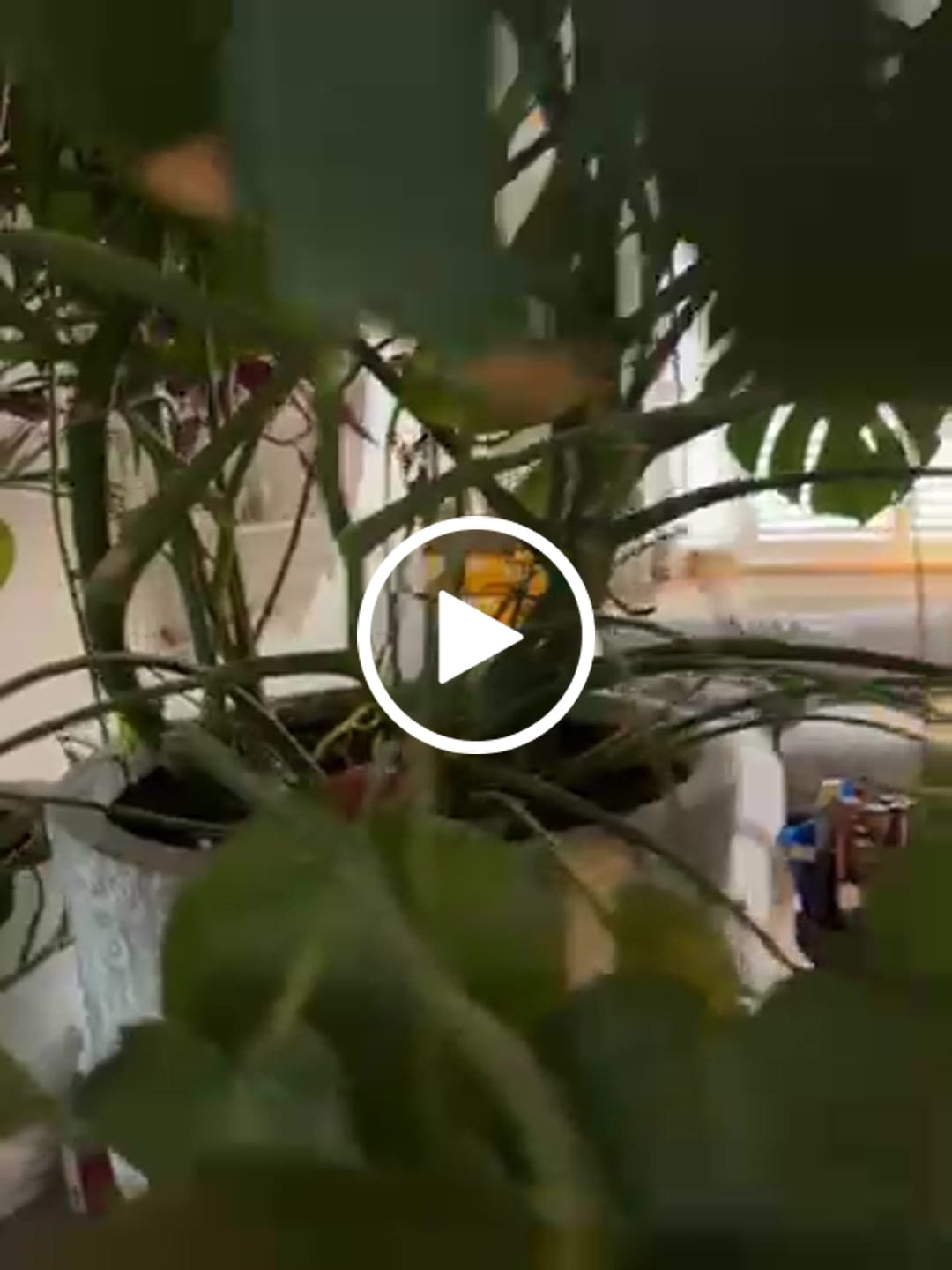 Customer video review of Tropical Lookout