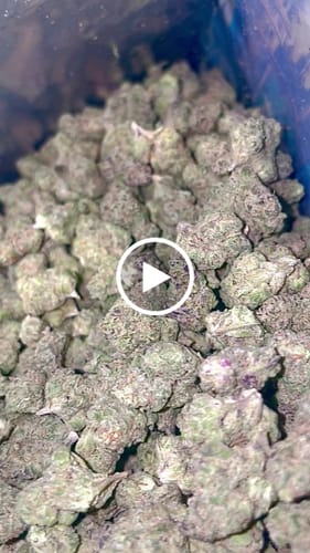 Customer video review of Gorilla Glue THCA Flower