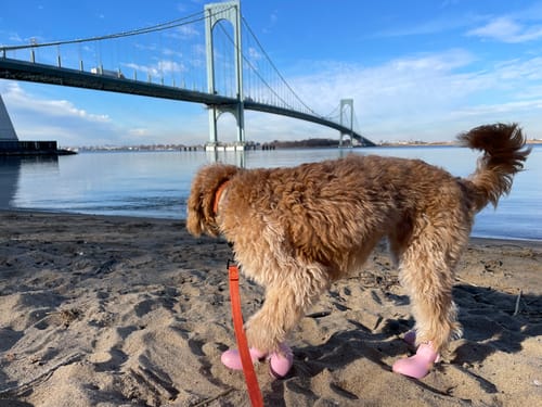 Customer photo review of WagWellies® by wagwear