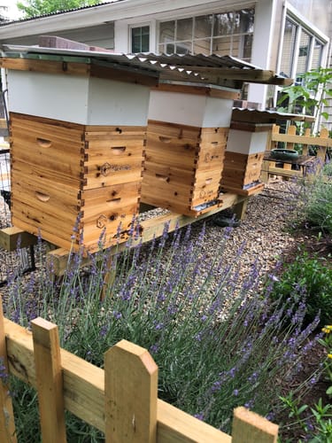 Customer photo review of BeeCastle 8-Frame Langstroth Beehive – 100% Beeswax Coated with Pine Wooden Frames and Waxed Foundations, Includes 2 Deep Brood Boxes and 2 Medium Supers