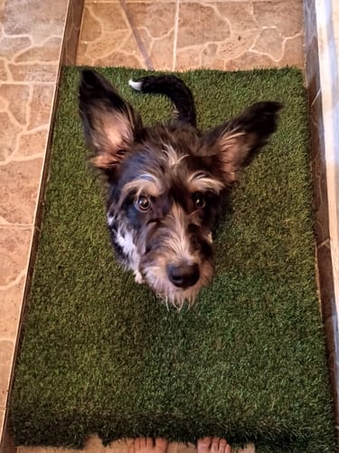 Customer photo review of Weasy Cão