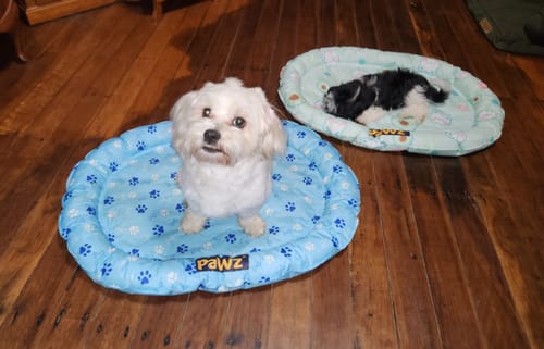 Customer photo review of Pawz Pet Cooling Mat Dog Cat Gel Non-Toxic Bed Pillow Self-cool Summer Ice Pad
