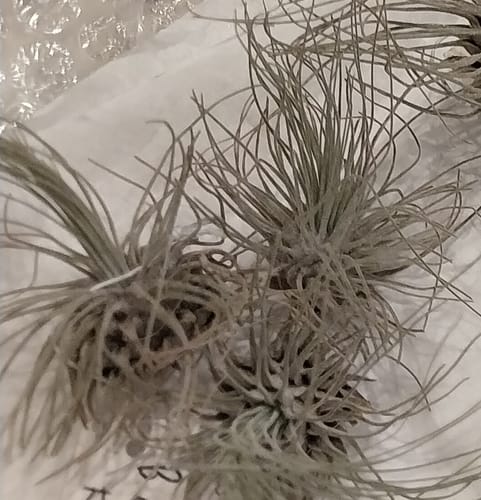 Customer photo review of B Quality Fuchsii 3 Pack
