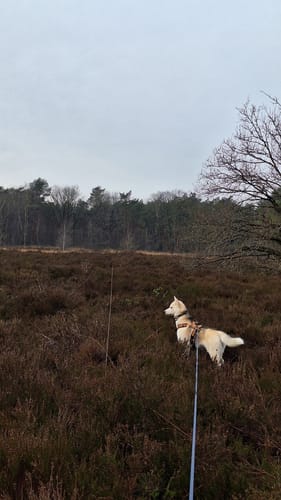 Customer photo review of Biothane Long Line with Detachable Handle