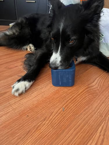 Customer photo review of Freezbox - Super Tough Treat Toy