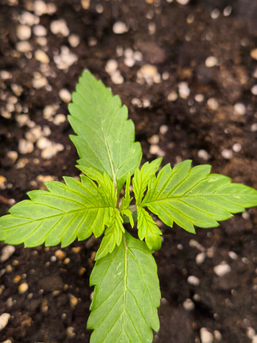 Customer photo review of Jack Herer Automatic Cali Strain Cannabis Samen - Autoflower - F1 Samen