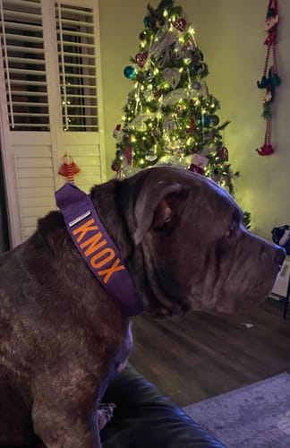 Customer photo review of Purple Bully Proof Collar