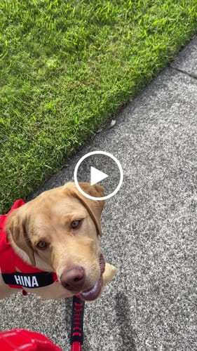 Customer video review of Walk Essentials