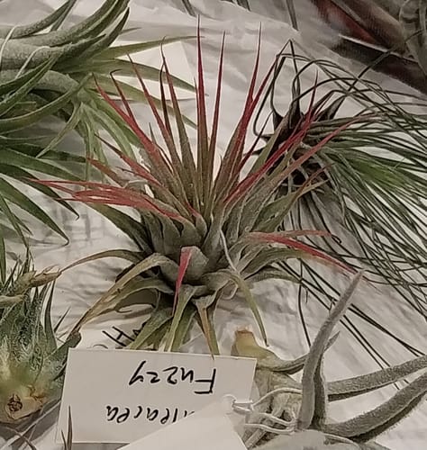 Customer photo review of Ionantha Pink