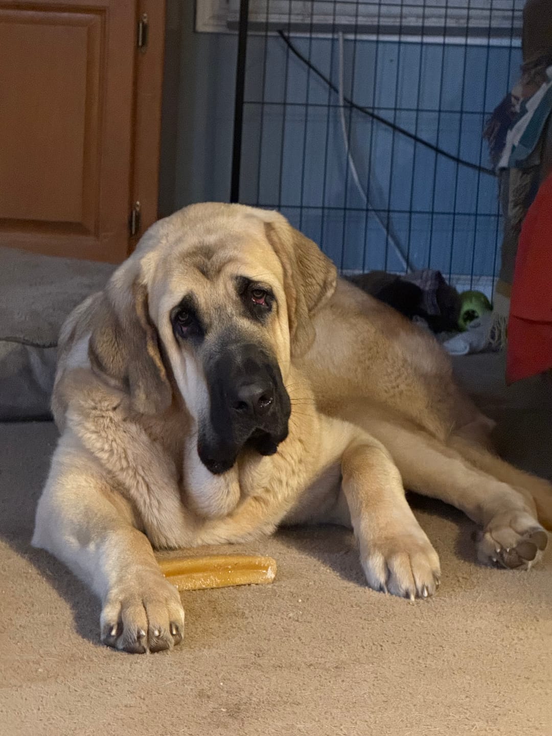 Customer photo review of Himalayan Yak Cheese Chew Dog Treat