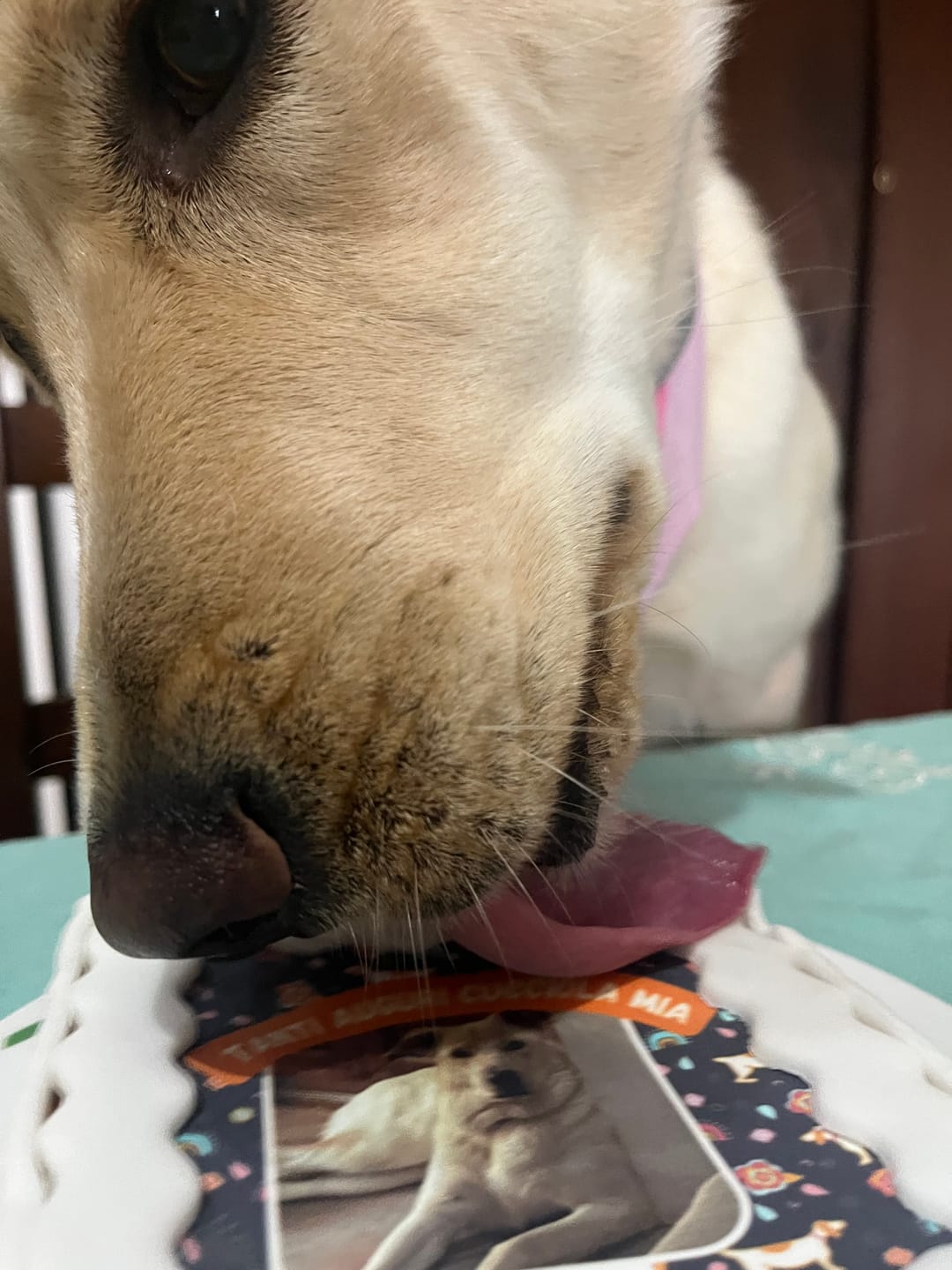 Customer photo review of Fotogenica 2 Torta Per Cani con Fotografia e Messaggio