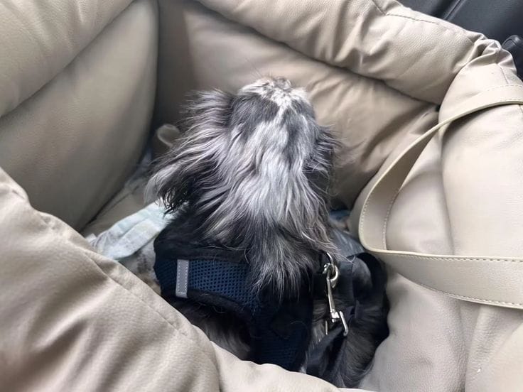 Customer photo review of Luxury Elevated Dog Car Travel Bed