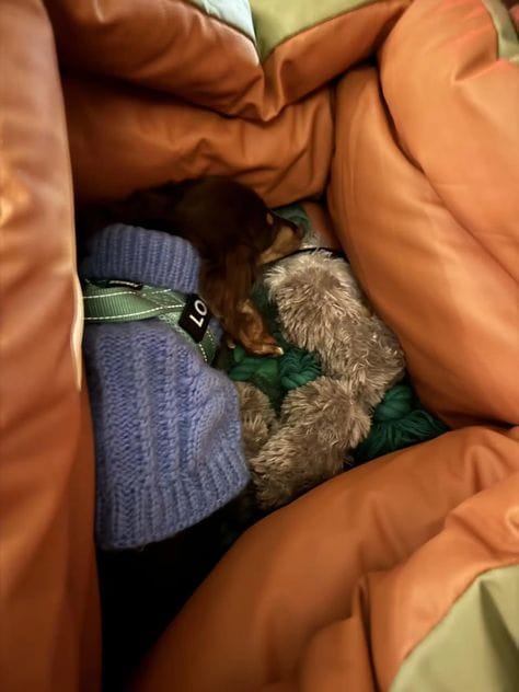 Customer photo review of Luxury Elevated Dog Car Travel Bed