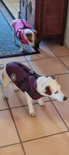 Customer photo review of Winterjas voor honden