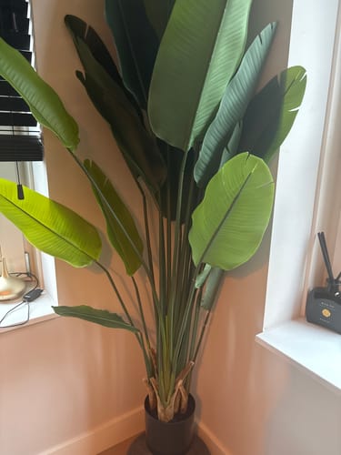 Customer photo review of Strelitzia Kunstplant 180cm