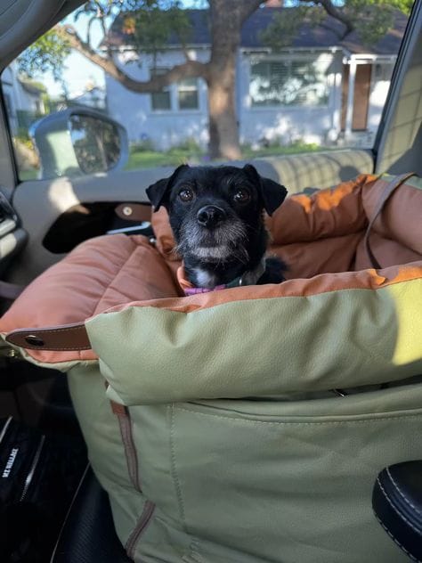 Customer photo review of Luxury Elevated Dog Car Travel Bed