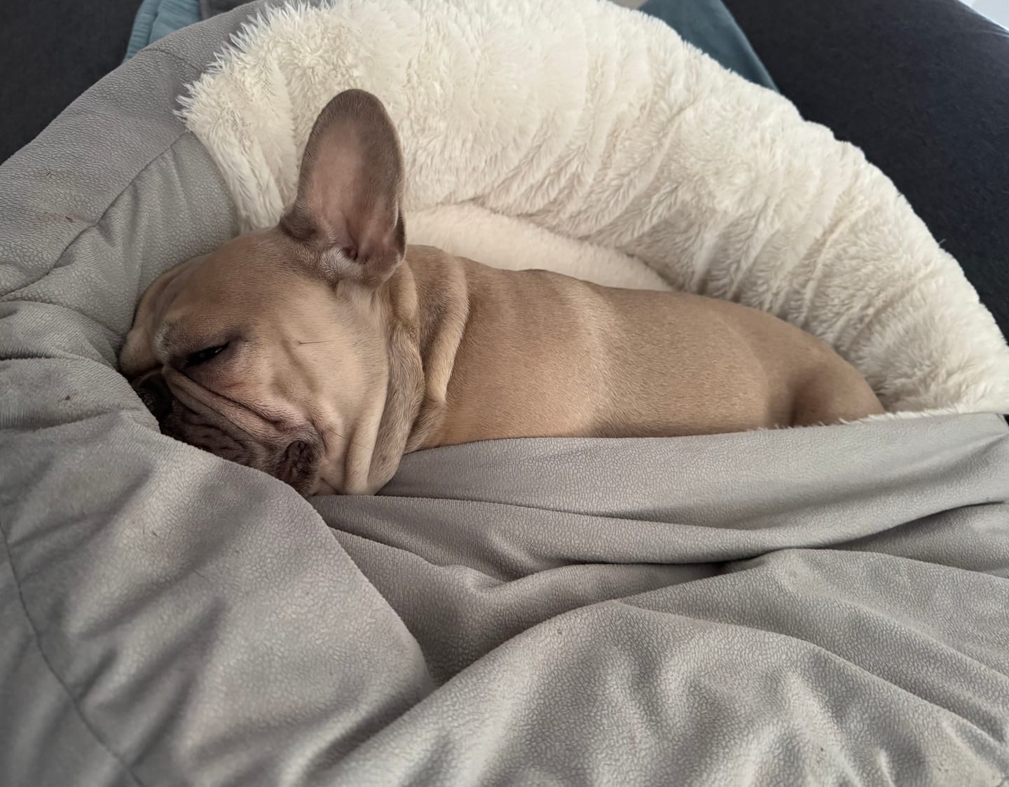 Customer photo review of Emmalove - Kuschelhöhle für Hunde