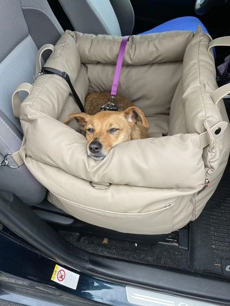 Customer photo review of Luxury Elevated Dog Car Travel Bed