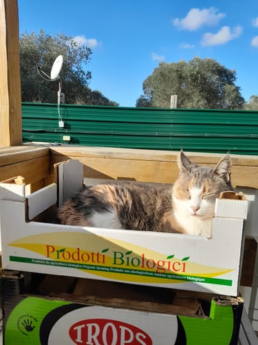 Avis photo d'un client sur Croquettes Chat Stérilisé Sans Céréales - Poulet