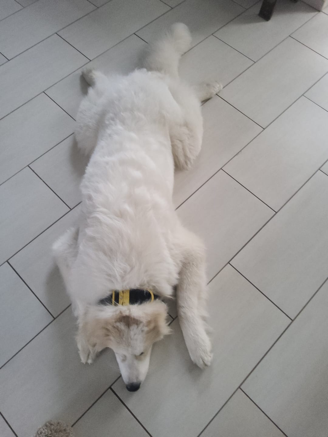 Customer photo review of 5cm Lighter Combat® Collar | With Handle Secure Clip - Black x Yellow
