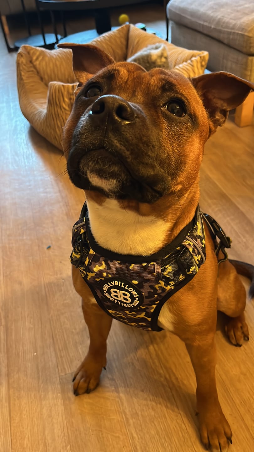 Customer photo review of Comfort Premium Harness | Non Restrictive - Lightning