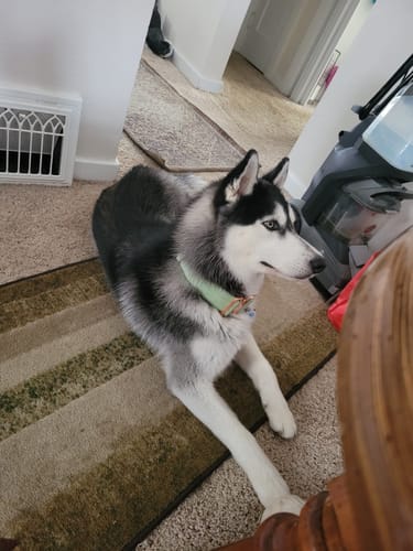 Customer photo review of 2" Tacti Luxe Dog Collar - Rose Gold - Honeydew