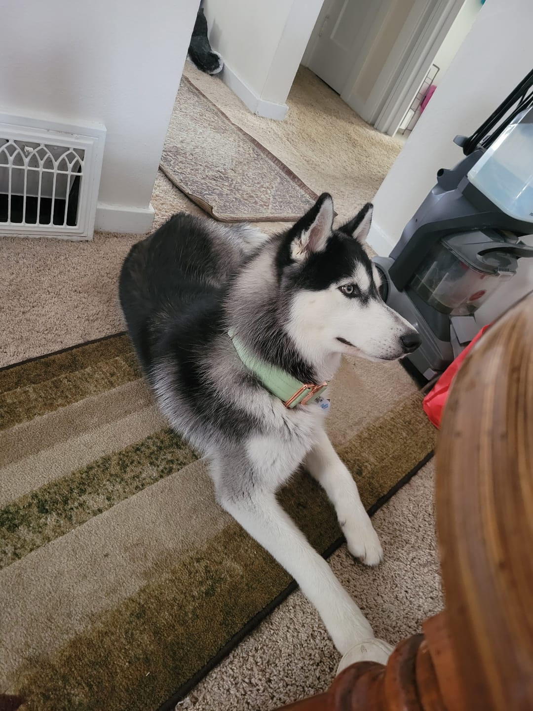 Customer photo review of 2" Tacti Luxe Dog Collar - Rose Gold - Honeydew