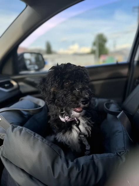Customer photo review of Luxury Elevated Dog Car Travel Bed