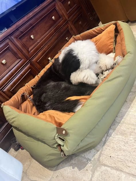 Customer photo review of Luxury Elevated Dog Car Travel Bed