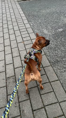 Customer photo review of 1.4m Swivel Combat Lead | Anti-Tangle & Secure Clip - Lightning