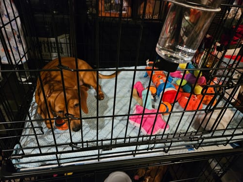 Customer photo review of Potty Buddy™ - The Durable Leak-Free Potty Pad