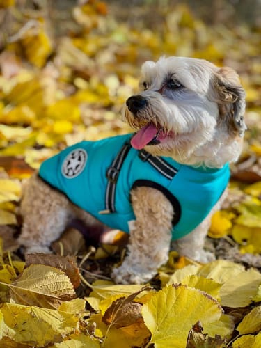 Customer photo review of Winterjas voor honden