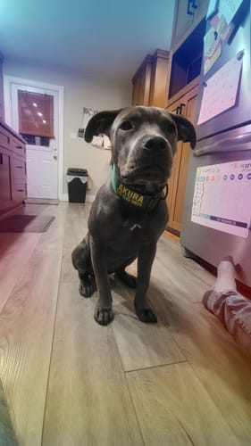 Customer photo review of Bully Proof Set Leash + Collar