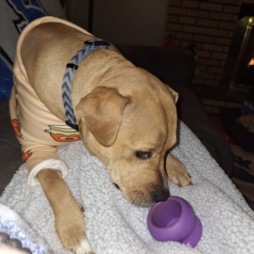 Customer photo review of Freezball - Durable Fillable Dog Chew Bone