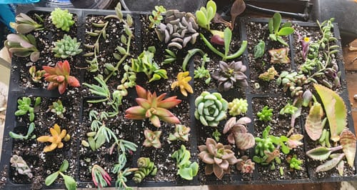 Customer photo review of Assorted Succulent Cuttings
