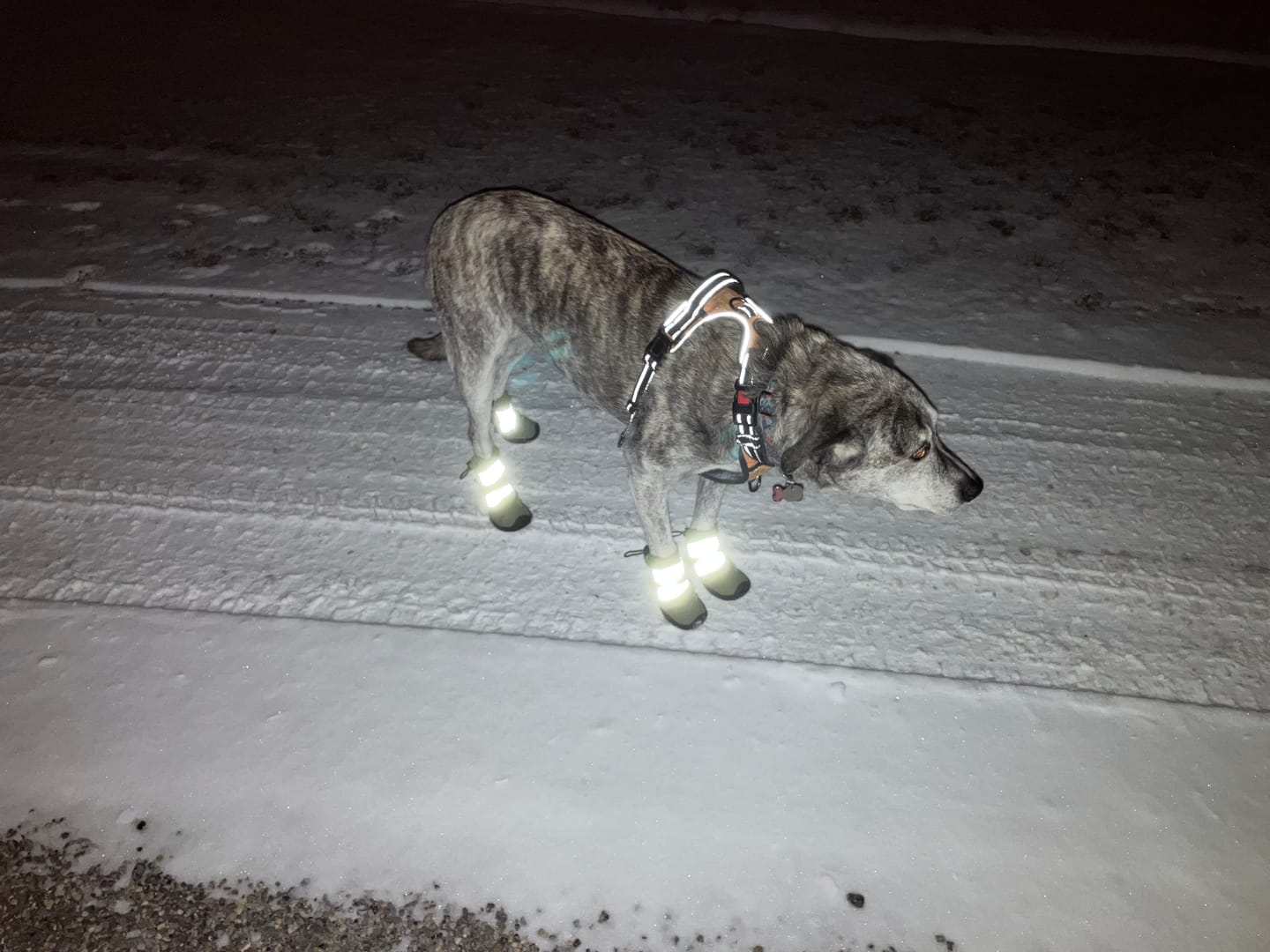 Customer photo review of Flex Shell Waterproof Dog Boots - Green