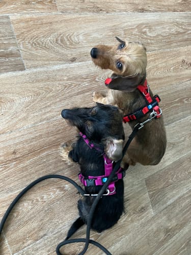 Customer photo review of Anny X FUN harness - Fuchsia pink