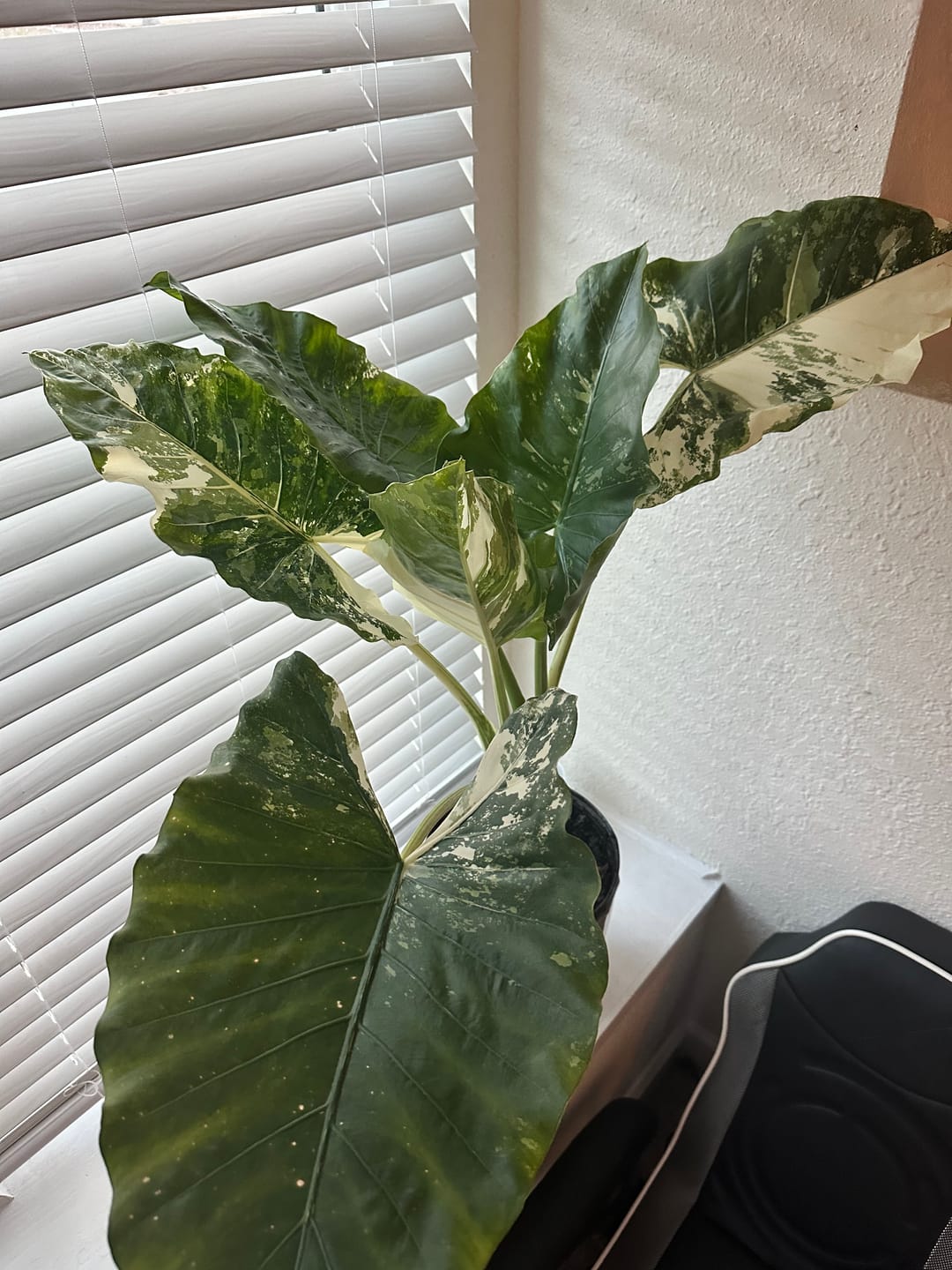 Customer photo review of Alocasia Macrorrhiza Variegata, Collectors Rare And Exotic.