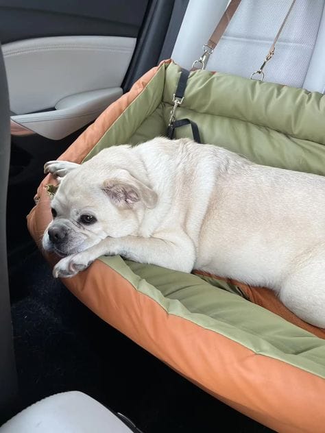 Customer photo review of Luxury Elevated Dog Car Travel Bed