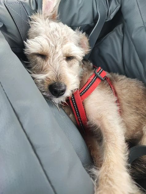 Customer photo review of Luxury Elevated Dog Car Travel Bed