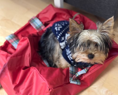 Customer photo review of Pack Especial Mascotas