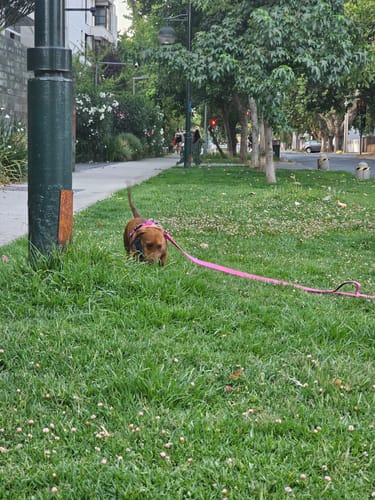 Customer photo review of Correa Larga para Perros - Light | 3 mts | Pink