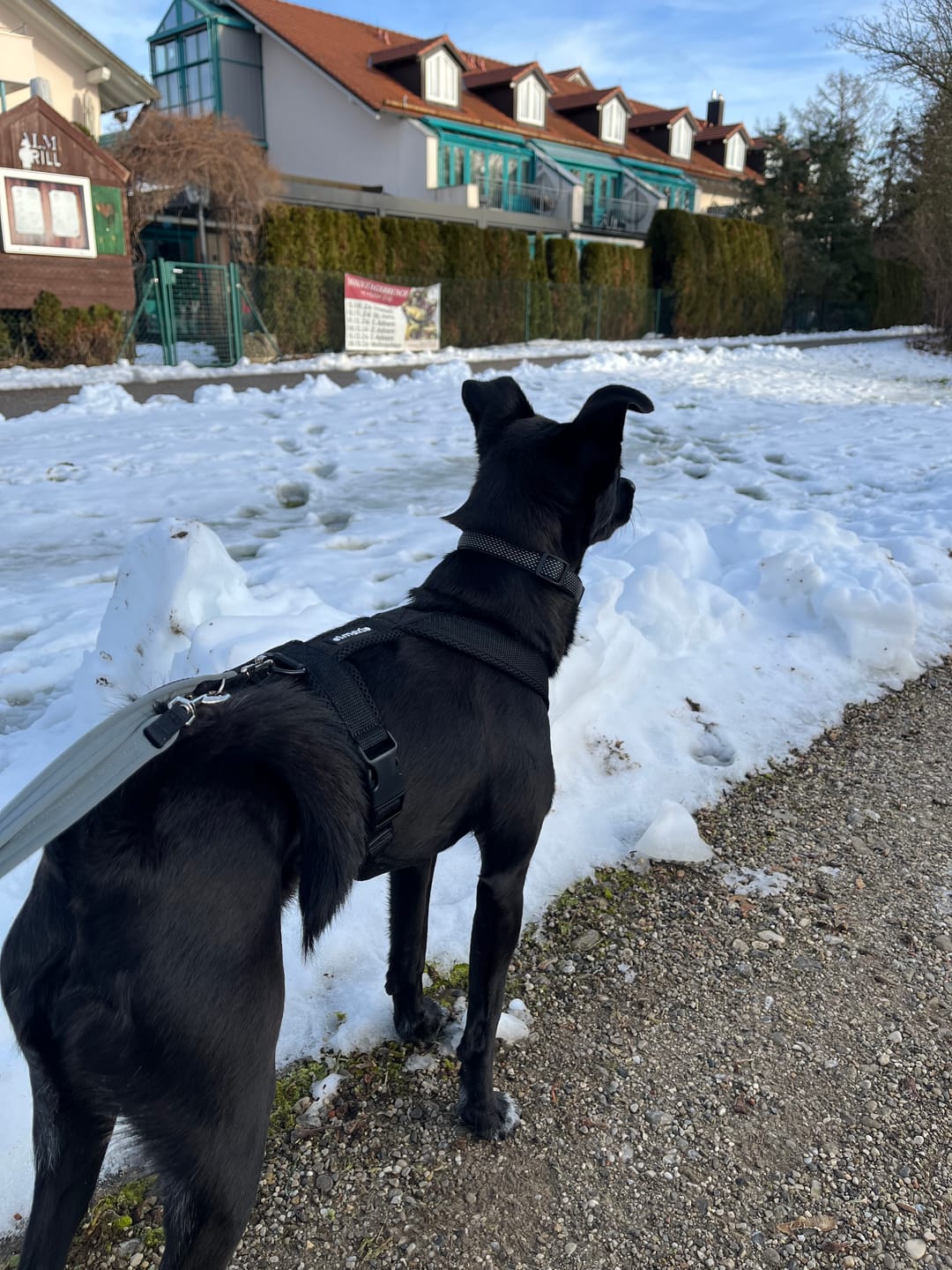 Customer photo review of Hundegeschirr FUN "Volcano Black"